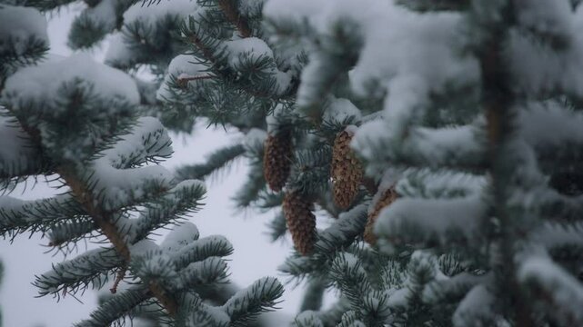 Snow falling upon pine tree branches and pine cones
