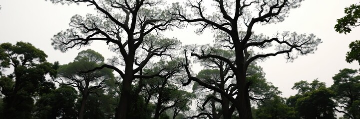 A cluster of mature coffee trees standing tall in a sunlit forest their canopies a vibrant green, organic, branches
