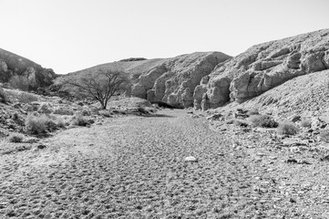 A barren desert landscape with a lone tree in the foreground