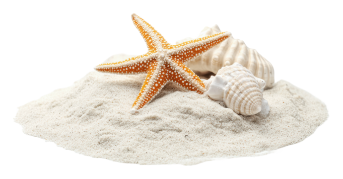 Colorful starfish and seashells on sandy beach, cut out - stock png.
