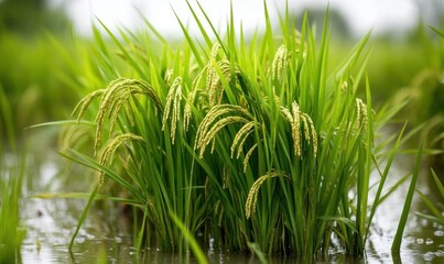 Obraz premium Lush green rice plants growing in water, showcasing agricultural beauty.