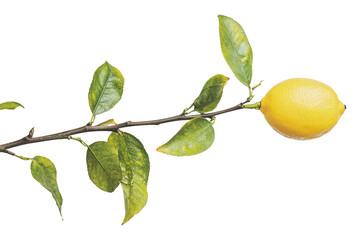 Fresh lemon on branch with green leaves, cut out - stock png.