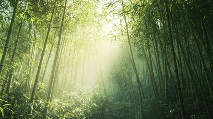 Obraz premium A dense bamboo forest with sunlight filtering through the stalks