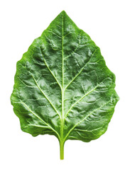 Obraz premium Vibrant green leaf with natural details, cut out - stock png.