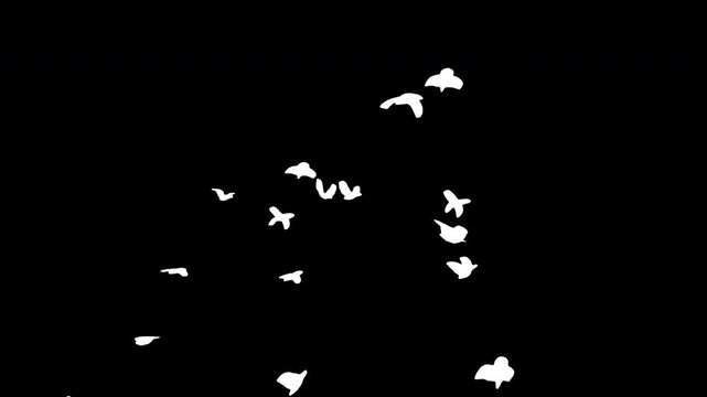 Flock of white birds flying on black background. Black and white for compositing and presentation. Alpha matte isolated.