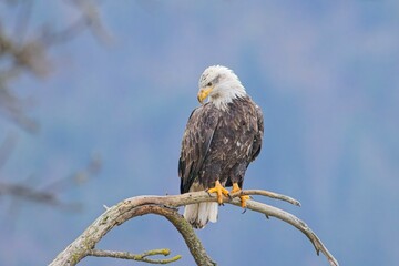 Bald eagle on a branch.