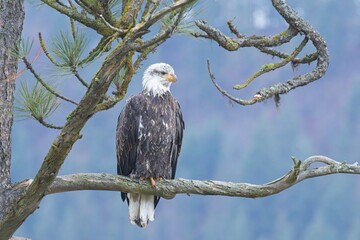 Alert bald eagle on a branch.