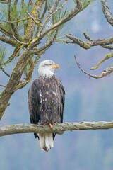 Alert eagle perched on a branch.