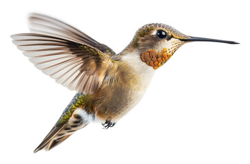Fototapeta premium Vibrant hummingbird in flight, cut out - stock png.