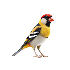 Vibrant Yellow-fronted Canary Isolated on White Background