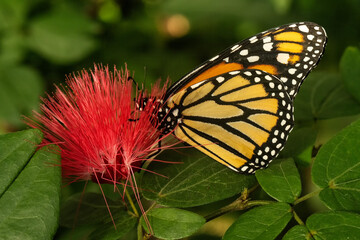 Monarch butterfly feeding on powder puff flower;  Westminster, Colorado