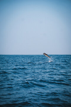 Springender Delfin