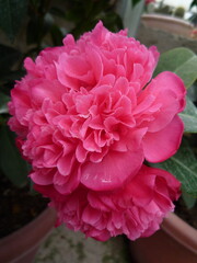 Camelia flower