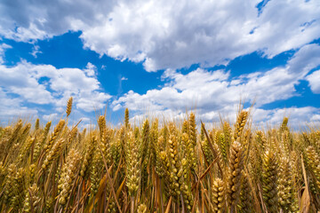Wheat is growing in the field ,The wheat fields are under the blue sky and white clouds