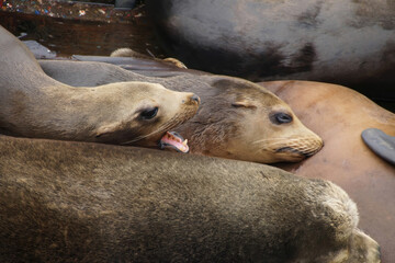 California sea lions sleep in huddled piles