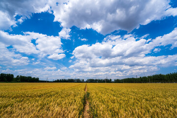 Wheat is growing in the field ,The wheat fields are under the blue sky and white clouds
