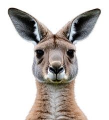 Obraz premium Kangaroo portrait against a plain background, cut out - stock png.