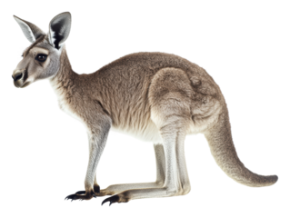 Kangaroo upright in a neutral stance, cut out - stock png.
