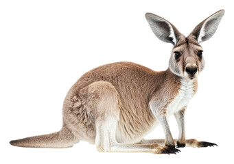 Fototapeta premium Kangaroo resting with attentive posture indoors, cut out - stock png.