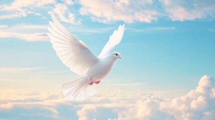 A white dove flying in the sky with sky background