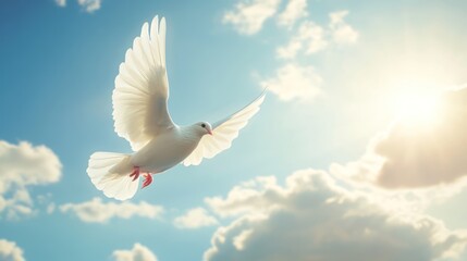 A white dove flying in the sky with sky background