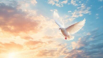A white dove flying in the sky with sky background