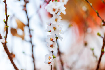 Peach trees blossom in spring
