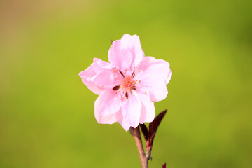 Peach trees blossom in spring