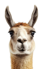Obraz premium Llama portrait with detailed facial features, cut out - stock png.