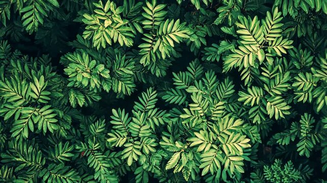 Lush Green Foliage: A Vibrant Display of Nature's Beauty