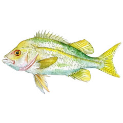 A watercolor painting of a yellowtail fish, isolated on a white background. Yellowtail vector.