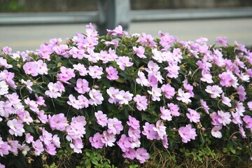 Obraz premium Image of beautiful western balsam flowers blooming on the beach at Imrang, Gijang-gun
