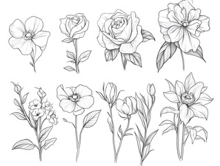 Fototapeta premium Delicate Blossoms: A Minimalist Line Art of Flowers
