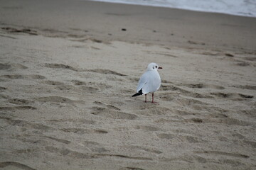 Image of seagulls flying and searching for food on Imrang Beach

