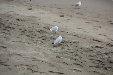 Image of seagulls flying and searching for food on Imrang Beach
