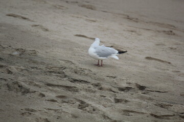 Image of seagulls flying and searching for food on Imrang Beach
