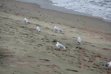 Image of seagulls flying and searching for food on Imrang Beach
