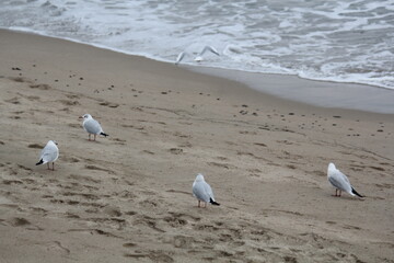 Image of seagulls flying and searching for food on Imrang Beach
