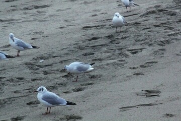 Image of seagulls flying and searching for food on Imrang Beach
