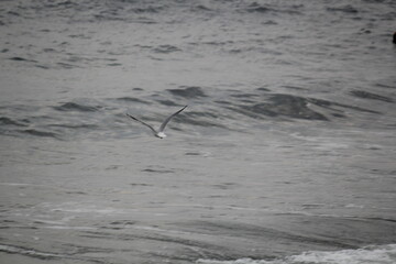 Fototapeta premium Image of seagulls flying and searching for food on Imrang Beach 