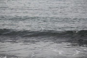 Image of seagulls flying and searching for food on Imrang Beach
