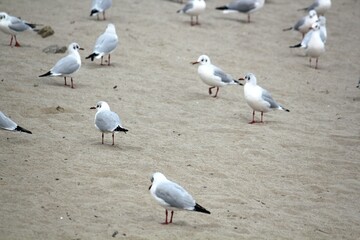 Image of seagulls flying and searching for food on Imrang Beach