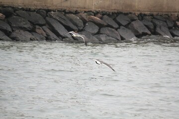 Image of seagulls flying and searching for food on Imrang Beach
