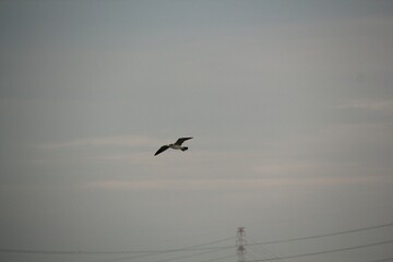 Image of seagulls flying and searching for food on Imrang Beach
