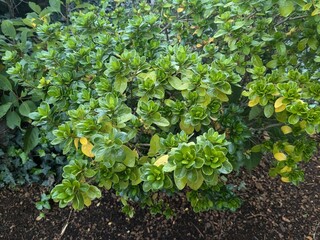 A green Buxus (Buxus sempervirens)