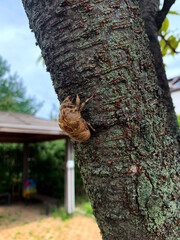 한여름 매미가 탈피한 흔적