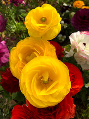 노란색 라넌큘러스 꽃 