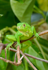 lizard on a tree