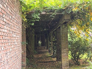 Naklejka premium A neglected pergola near a red brick wall and Wisteria in autumn. Creeping plants