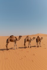 Three camels standing in a vast desert landscape under a clear sky.